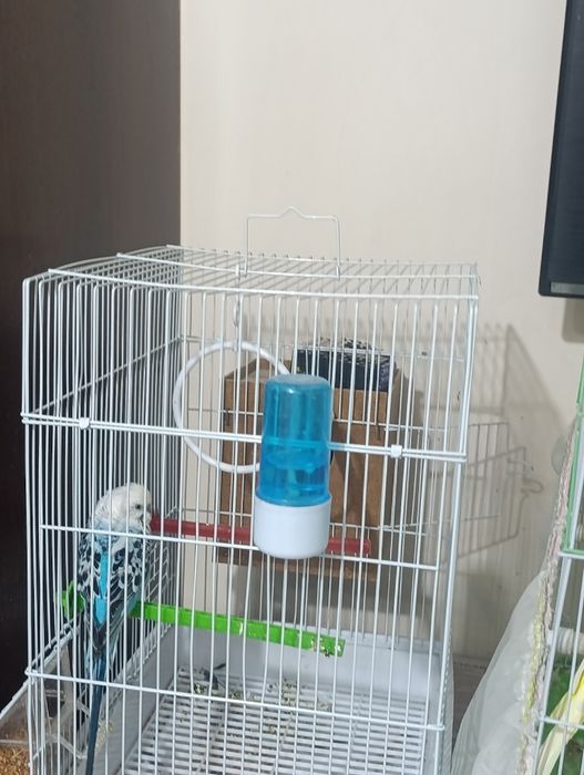 Тутилар сотилади