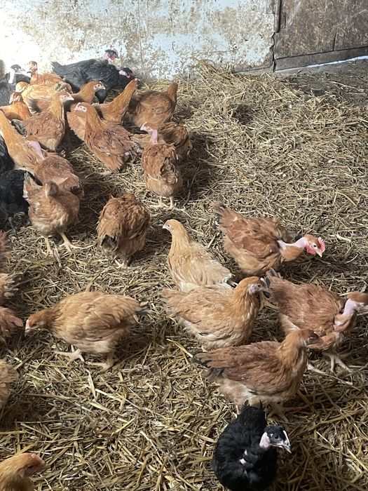 Pui de vanzare rasa mixta