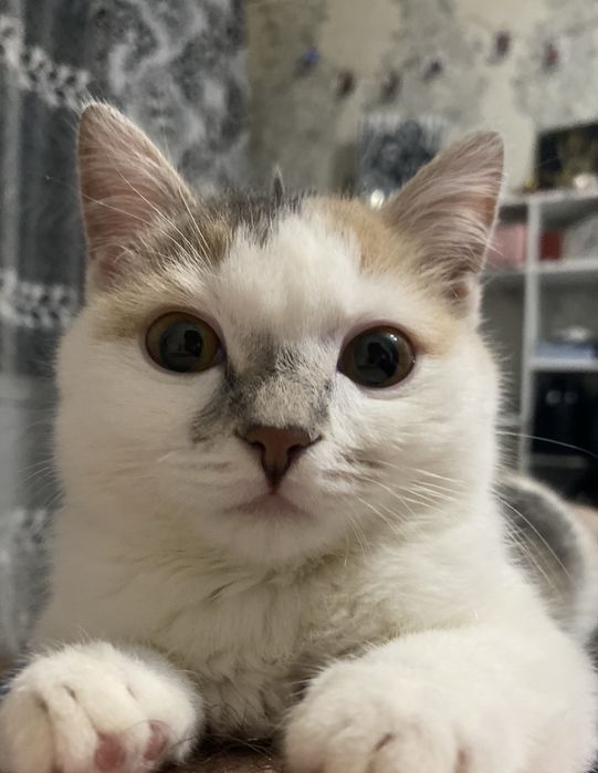 Отдам кошечку в добрые руки!