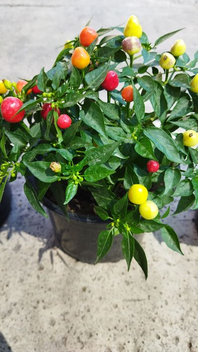 Продам перец горький