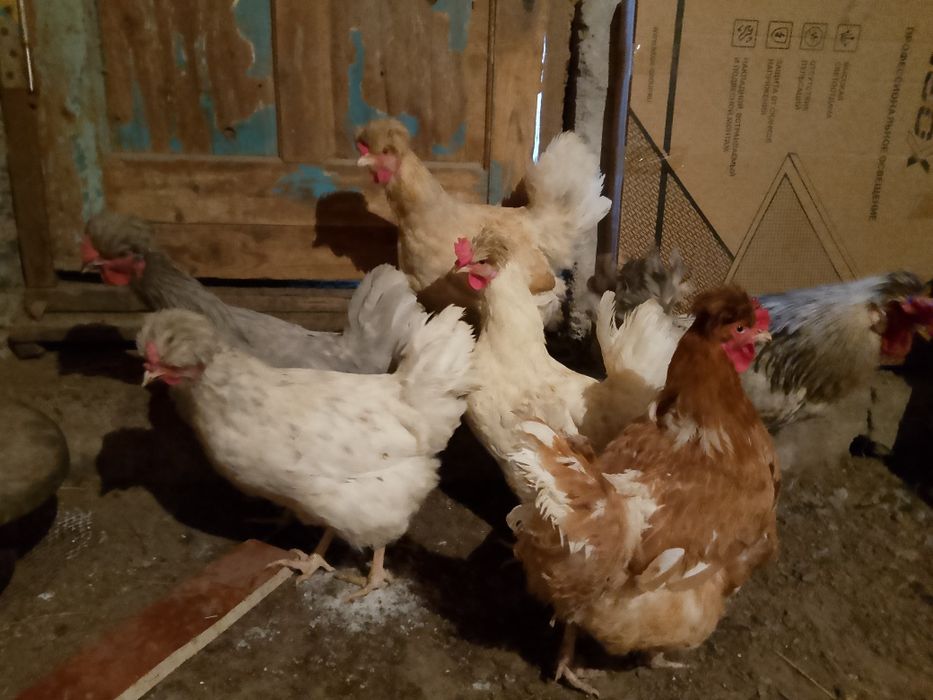 Продам домашних кур