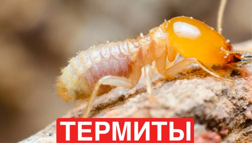 Клопы, термиты, тараканы дезинфекция