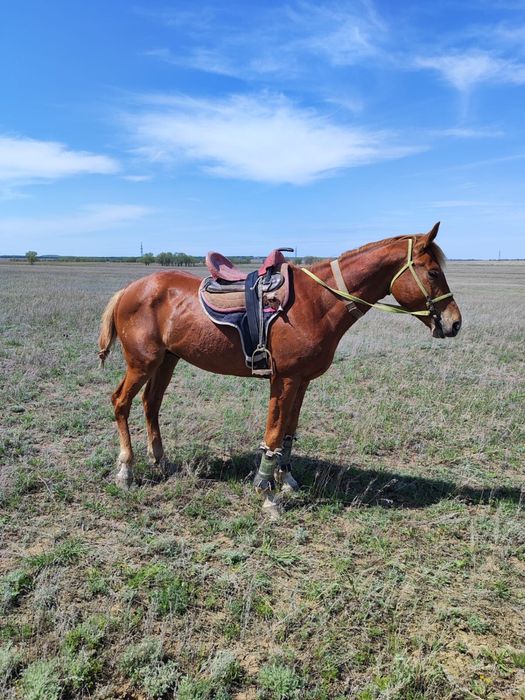 Айғыр сатылады( жеребец)
