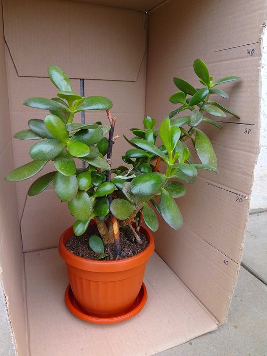 Продавам стайни растения различни видове