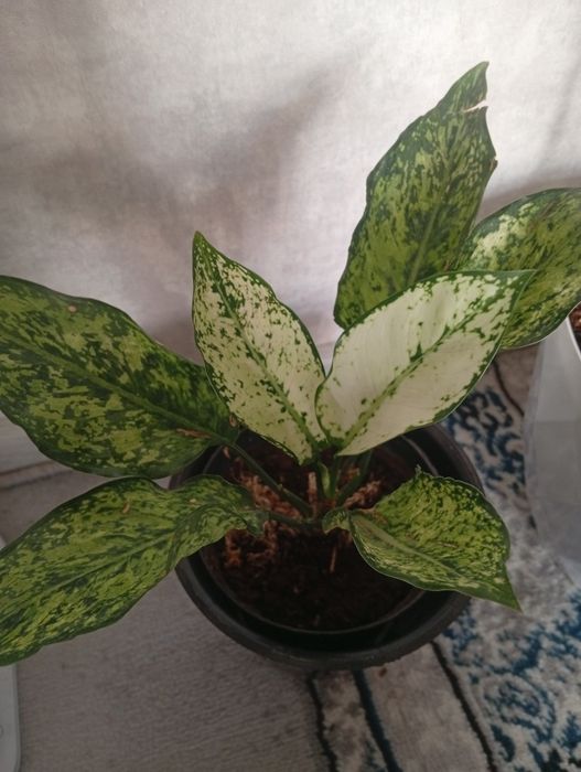 Aglaonema Diamond