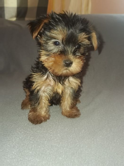 Yorkshire Terrier mini fetita