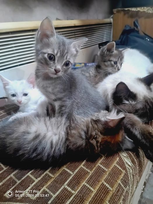Отдам котят бесплатно срочно!!