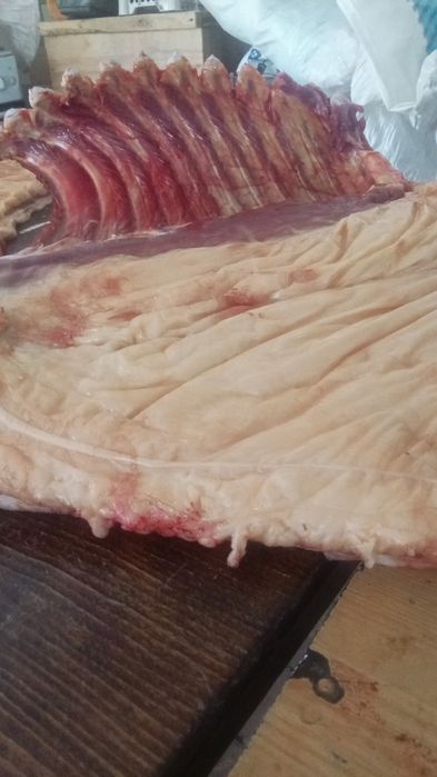 Продам мясо конина жабагы