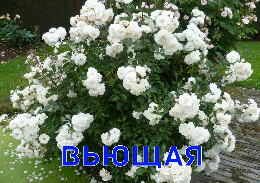 вьющиеся и стелющиеся