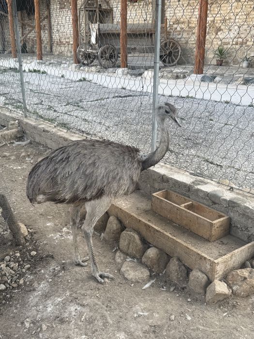 Яйца за люпене или  ядене от Нанду