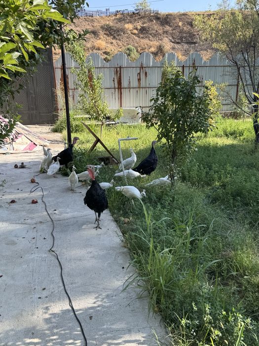 Белые павлины чисто кровные
