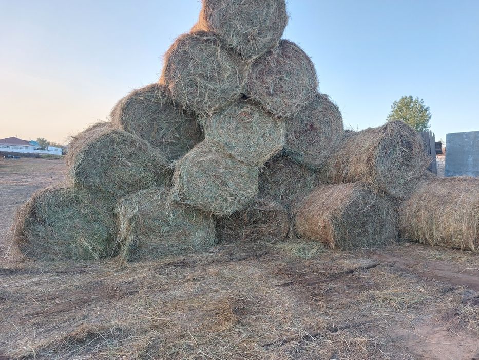 Продам сено в тюках и рулонах