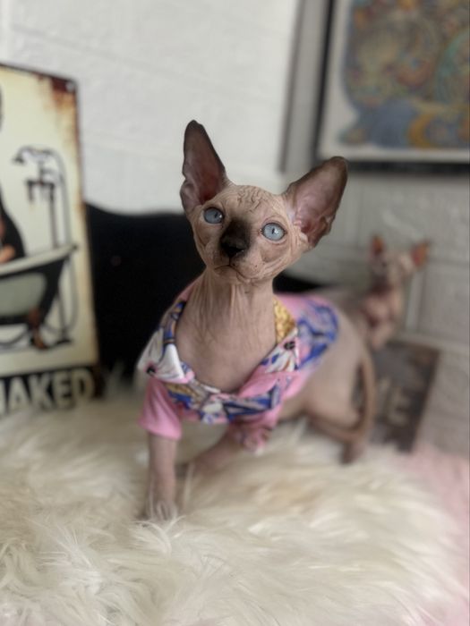 Baietel Sphynx teste si peidgree