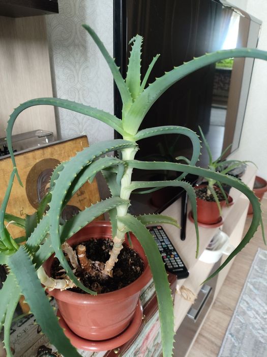 Продам алоэ лечебный.