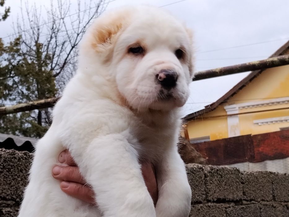 АЛАБАЙ щенок девочка продается