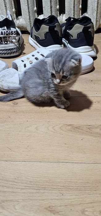 Продам котёнка мальчик