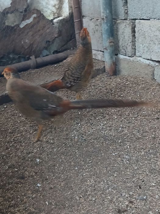 Cocoși de diferite rase