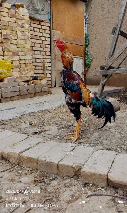 Золотой тульяк сатылады