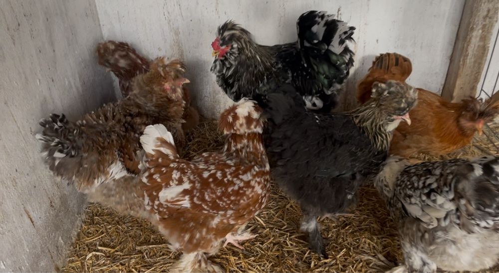 Oua incubat gaini Strumsky -motate incaltate frezate