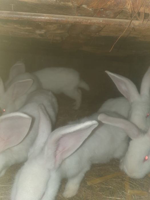 De vinzare pui de iepurii uriasi germani