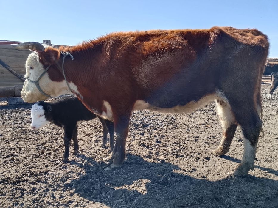 Қызыл сиыр  бұзаулы