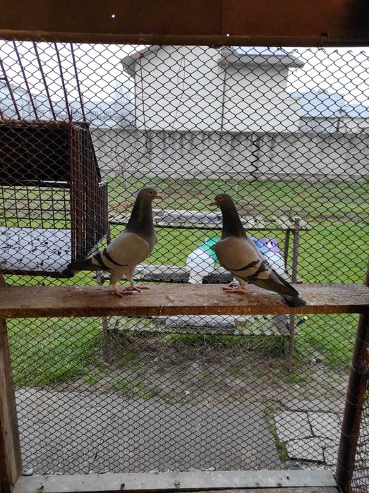 Porumbei voiajori, maraton extrem, pentru matca