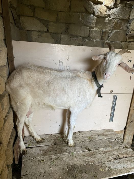 Сүтті ешкі сатлады екі лағымен бірге