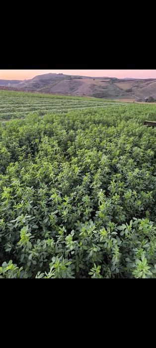 Baloti lucernă marunta pentru miei