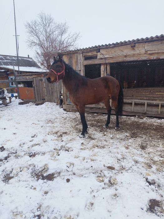 Продам жеребца на развод