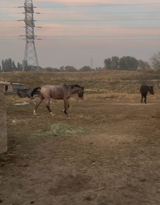 Кұнан тай лошади