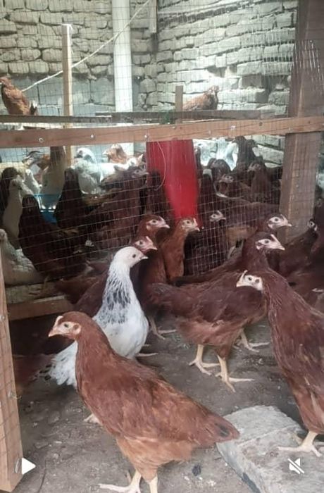 Dominant Sussex 70 kunlik jöjallari bor narxi 90000 mingdan