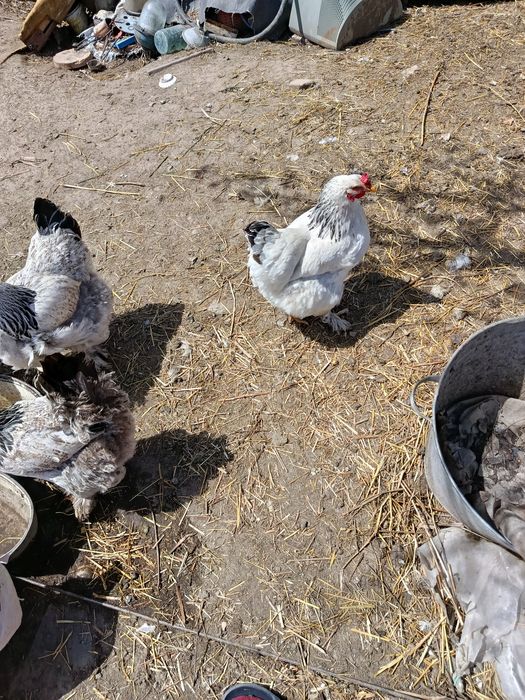 Продам курей породы брама!