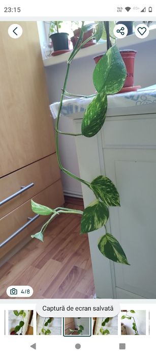 plantă curgătoare Epipremnum Bicolor Njoy, 1 m