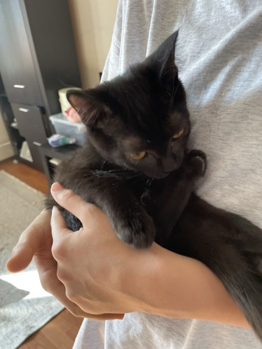 Котик черный 4-5 месяцев, мальчик