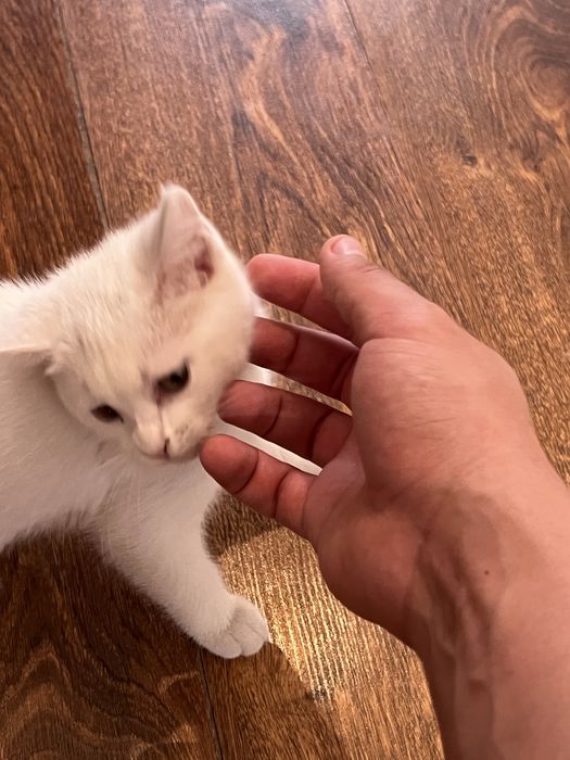 Котенка отдам даром