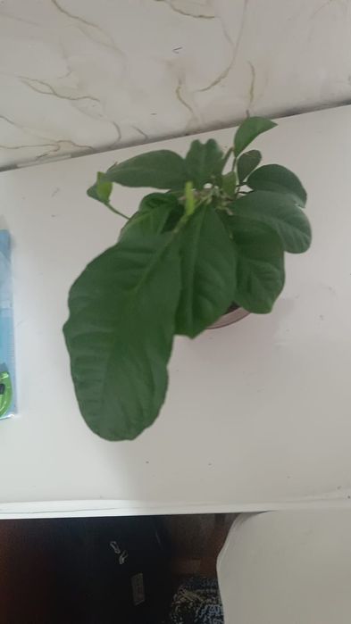 Росток лимона не привитый , не плодоносит