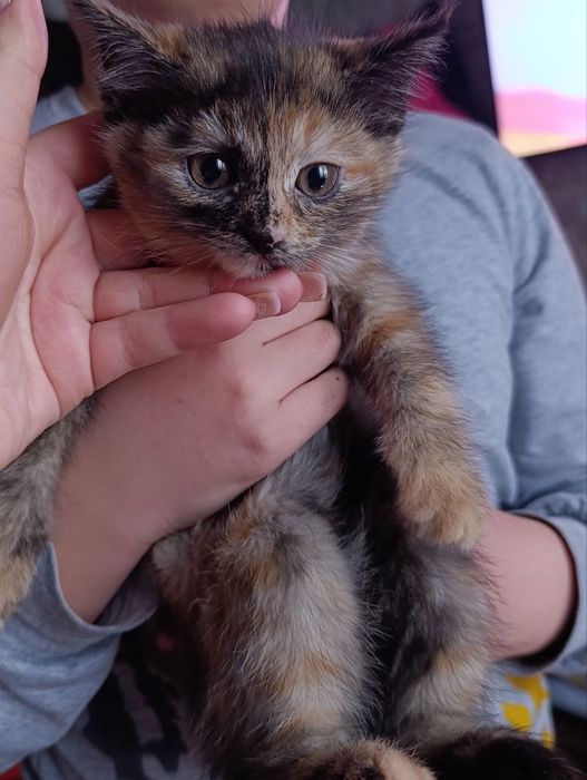 Отдам котят в хорошие руки