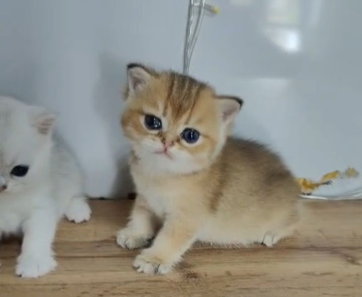 Котята Шиншиллы Шоу класса
