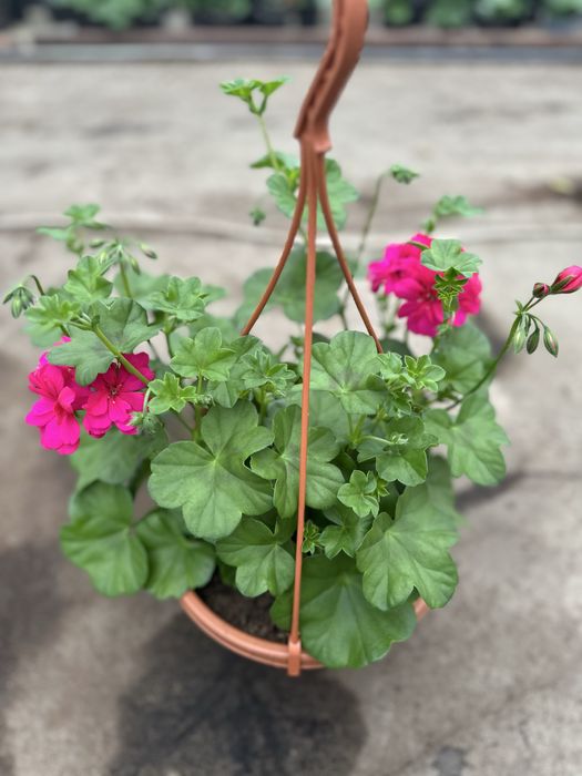 Flori de exterior in ghivece