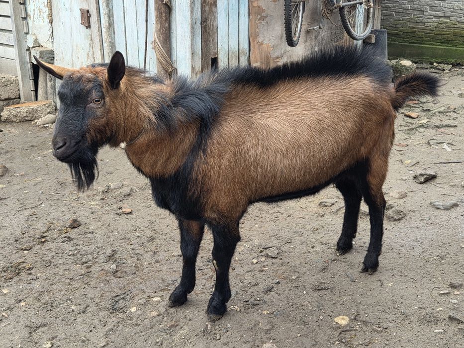 Vând Țap Alpin Francez