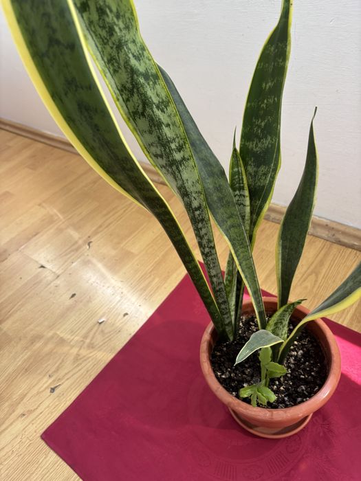 Floare superba limba soacrei.