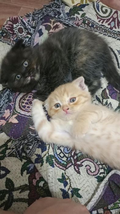 Котята бесплатно