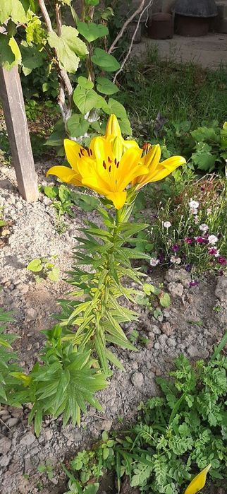 Сарик рангдаги лилия гулларидан сотилади. Шошилинг