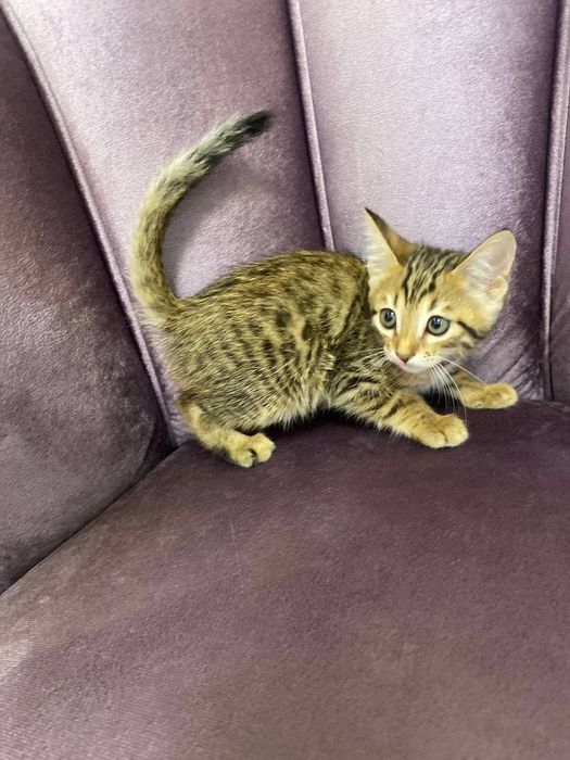 Toza zotli Bengal qiz bola