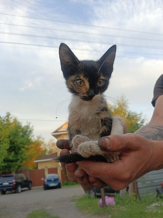 Отдам котят и маму кошку