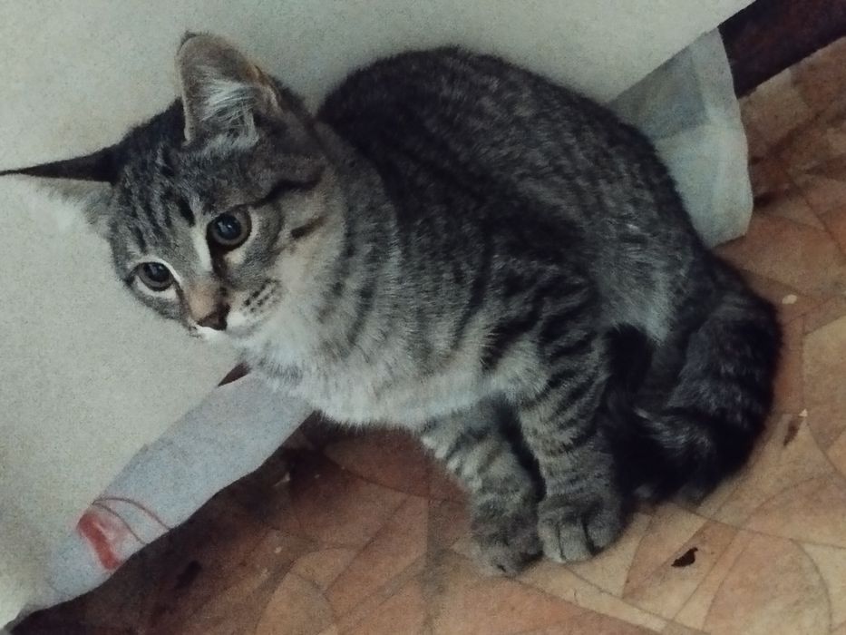 Отдам котёнка бесплатно