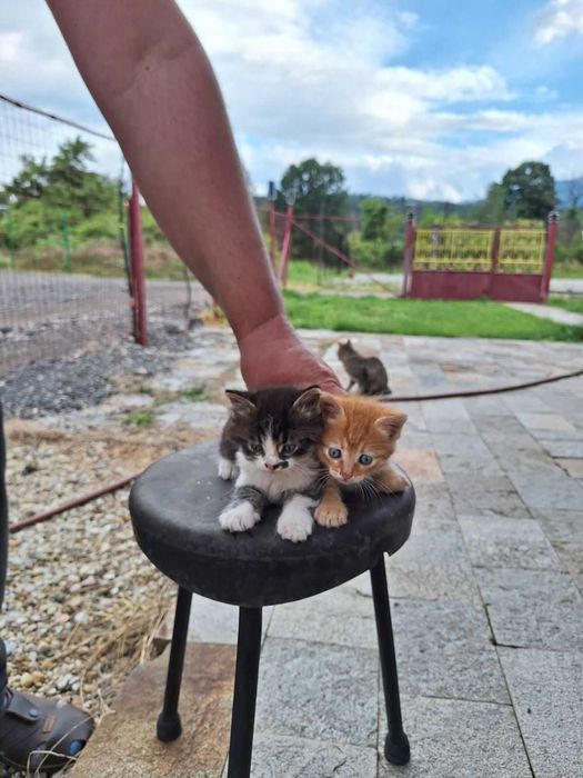 Подарявам две котки
