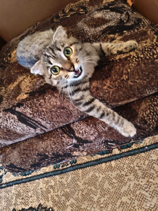 Отдам даром в добрые руки