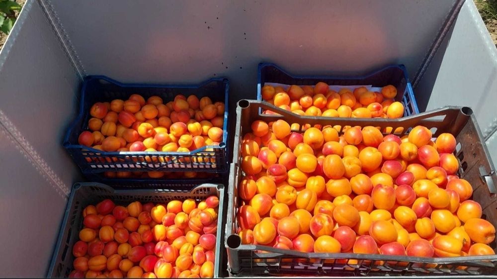 Caise dulci pentru țuică și rachiu – producție 2026