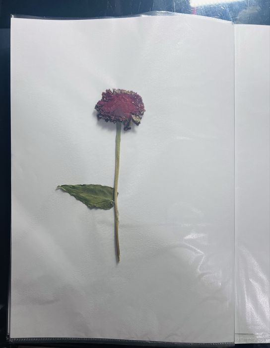 Хербарии за ученици по Биология